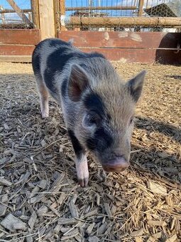 Gottingentská miniprasátka