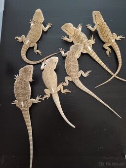 Agama vousata