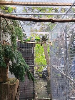 Prodám Alexandr čínský