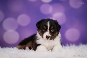 Australský ovčak - štěně - fenka s PP na prodej