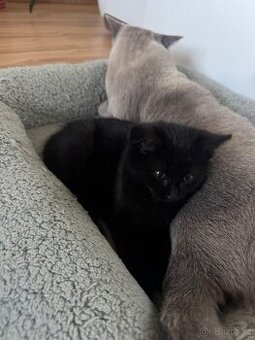 Daruji dvouměsíční koťátko