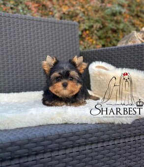 Jorkšírsky teriér s PP FCI, kluk