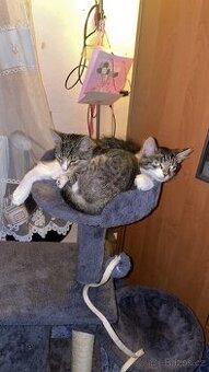 Darujeme koťata – dva kocourci (možno spolu i jednotlivě)