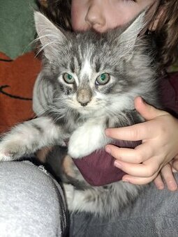 Mainská mývalí koťátka bez PP