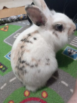 Zakrslý králík, králíček Lion head Žofinka