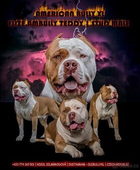 American bully xl