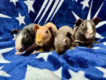 Skinny morče, samečci s PP