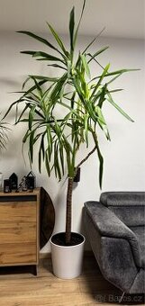 Juka-Yucca - 220cm