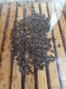 Včely - prodám vyzimovaná včelstva