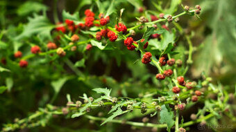 Merlík listnatý (jahodový špenát) semínka