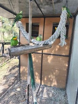 Papoušek nádherný