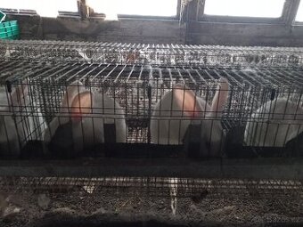 Prodám králíky hyla