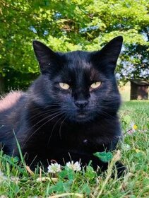 Hledá se černá kočka ❤️ - Orlické hory