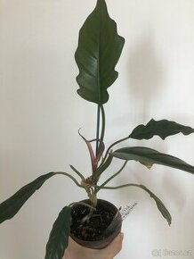 Philodendron pluto