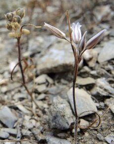 Česnek cupaní - Allium cupani - 200 semen 50 Kč - 1