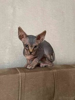 Koupím kotě Sphynx
