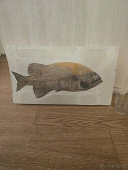 Zkamenela ryba