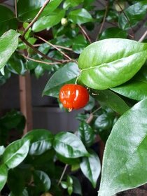 Eugenia uniflora - 1