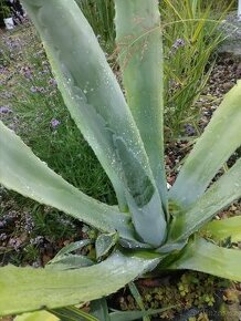Prodám AGAVE