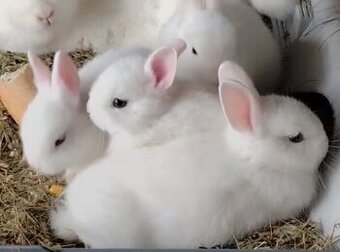 Zakrslý bílý králíček / králík Hermelín modrooký.