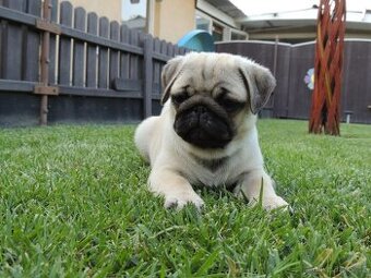 MOPS s PP.FCI