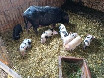 Prodám selata  Kune kune - 1