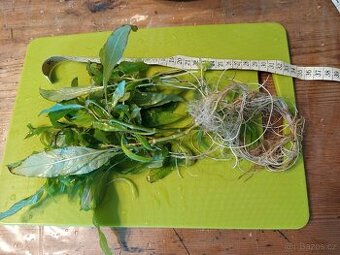 Prodám vodní rostliny do akvária. Hygrophila corymbosa.