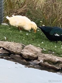 Kachna pekingská americká