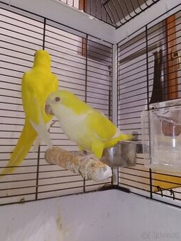 Koupím Mníšek šedý lutino.