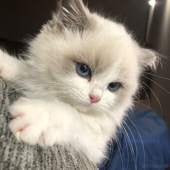 Ragdoll koťátka s PP