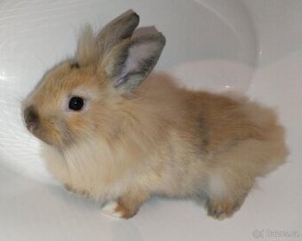 Zakrslý králíček bez PP samička Samatha