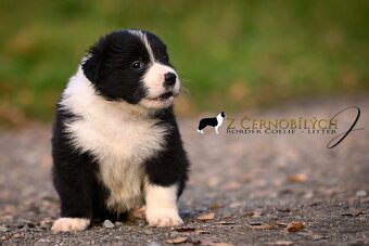 Border kolie - štěňata s PP