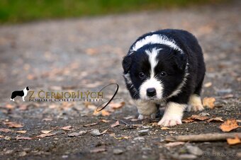 Border kolie - štěňata s PP