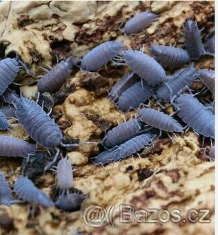 Tropické stínky, svinky