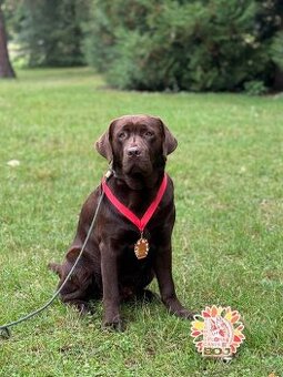 hnědý labradorský retrívr