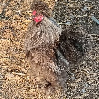 Kohouti US hedvábničky