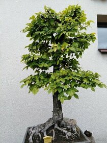 bonsai - 1