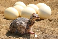 vejce PŠTROS  AFRICKÝ, vyfuky pstrosich vajec