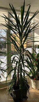 Yucca Elephantipes 2,2 m výška plus listy