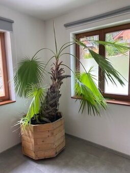 Palma Wasgingtonie Robusta
