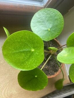 Pilea Mojito - 1