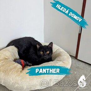Panther