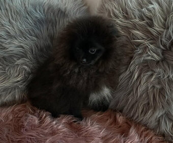 Fenečka pomeranian s PP