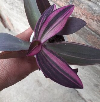 Tradescantia Pallida variegata