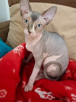 Kanadsky sphynx