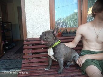 Daruji Francouzského buldočka