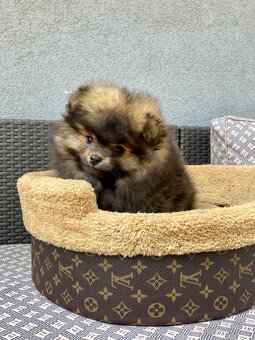 Pomeranian PP/FCI- pom- pomík-štěně