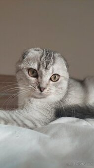 Skotské koťata bez PP