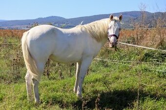 Paint horse , aph žrebček