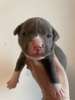 Stafordsirsky bulterier s PP-pes i fenka